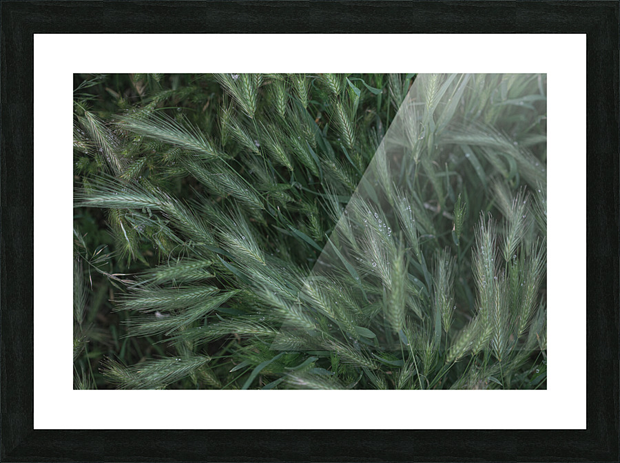 dew Picture Frame print