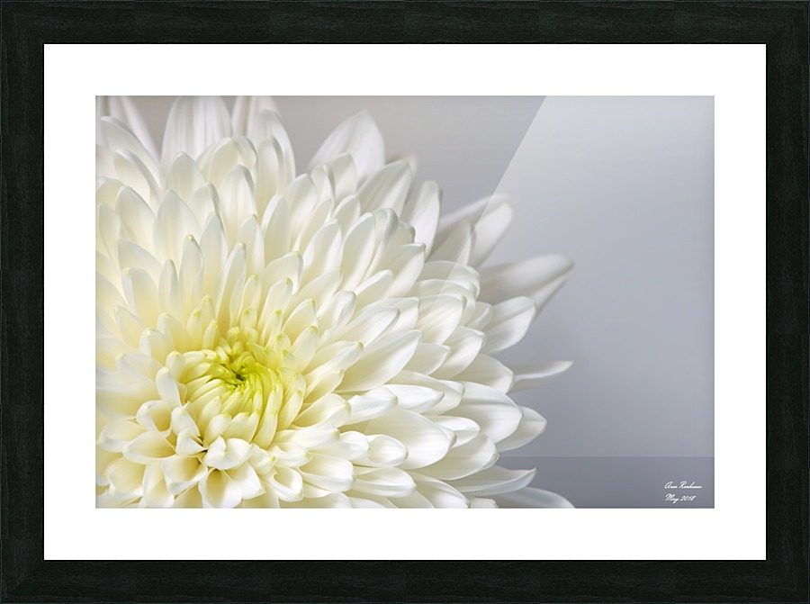 White Mum Flower Picture Frame print