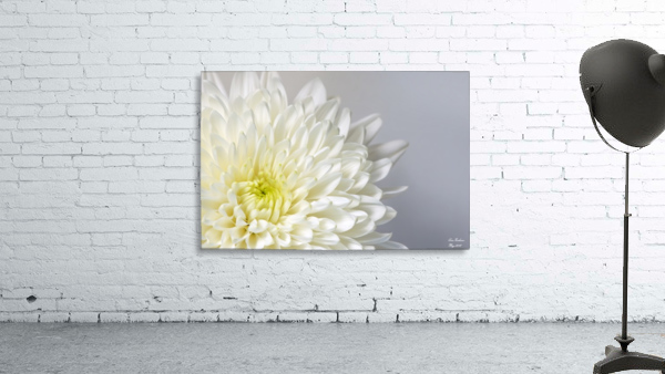 White Mum Flower Wall Preview