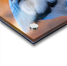 Blue jay Bird Acrylic print