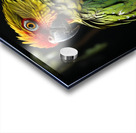 Cute Macaw Acrylic print