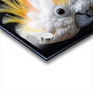 Sulphur Crested cockatoo Acrylic print