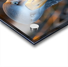 Albatross Bird Acrylic print