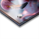 Flamingos  Acrylic print