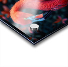 Tranquil Flamingo Acrylic print