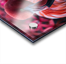 Beauty Flamingo Acrylic print