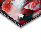 Vibrant Flamingo Acrylic print
