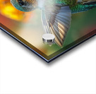 Humming Bird Acrylic print