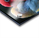 Sweet Lovebird Acrylic print