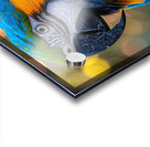 Macaw Parrot Acrylic print