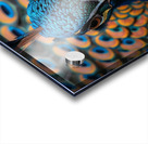 Captivating Peacock Acrylic print
