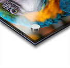 Macaw Eyes Acrylic print