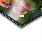 Melodic Lovebird Acrylic print