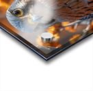 Breathtaking Quail Acrylic print