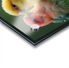 Bonded Lovebird Acrylic print