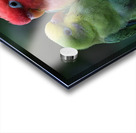 Serene Lovebird Acrylic print