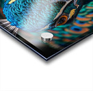 Peafowl Beak Acrylic print