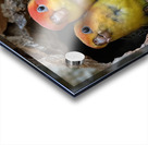 Devoted Lovebirds Acrylic print