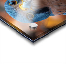 Majestic Quail  Acrylic print