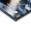 Arctic Sparkle Penguin Acrylic print