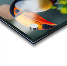 Breathtaking Toucan Acrylic print