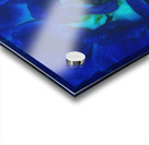 Blue Rose    Acrylic print