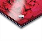 RED ROSE    Acrylic print