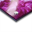 Beautiful Rose   Acrylic print