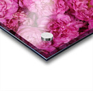 ROSE GARDEN   Acrylic print