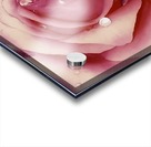 Satin Rose    Acrylic print