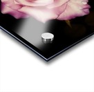 Satin Rose Acrylic print