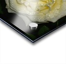 Floribunda Rose Acrylic print