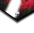 Rainy Drops Red Rose Acrylic print