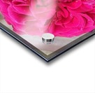 Beautiful Fragrant Rose Acrylic print