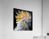 Furry Yellow Cockatoo Acrylic Print