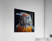 Black Yellow Bird Acrylic Print
