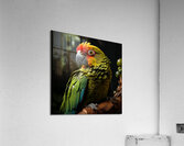 Cute Macaw Acrylic Print