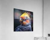 Cockatiel Bird Acrylic Print