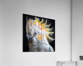 Sulphur Crested cockatoo Acrylic Print