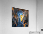 Albatross Bird Acrylic Print