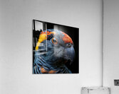 Parrot Beak Acrylic Print