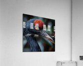 Red Crowned Crane Acrylic Print