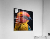 Asian Beautiful Bird Acrylic Print