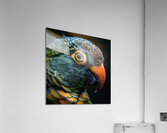 94 Acrylic Print