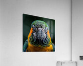 85 Acrylic Print
