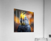 53 Acrylic Print