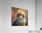 80 Acrylic Print