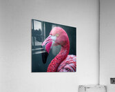 Magnificent Flamingo Acrylic Print