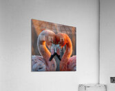 Eternal Flamingos Acrylic Print