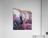 Flamingos  Acrylic Print